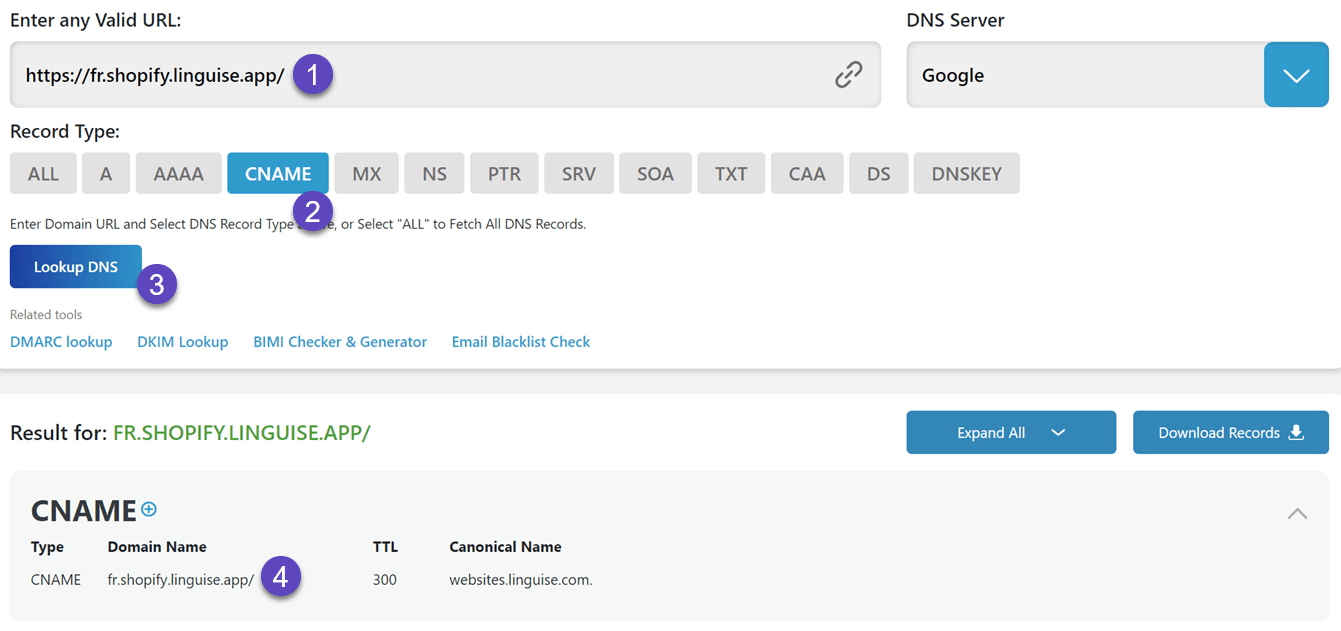 DNS lookup tool interface with search bar